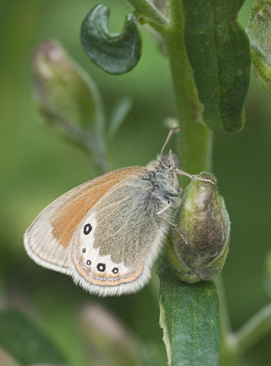 Coenonympha gardetta